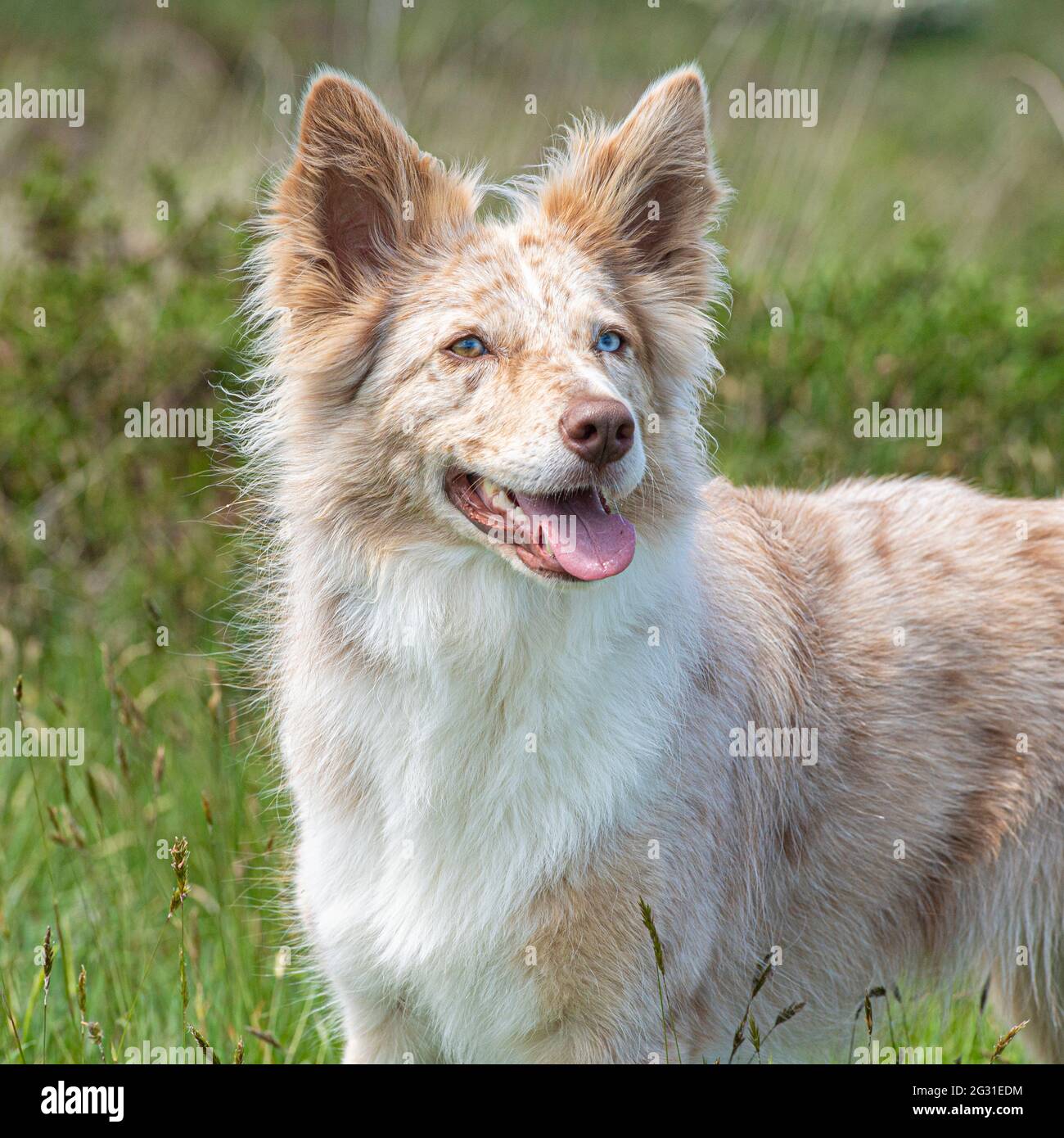 red merle border collie Stock Photo