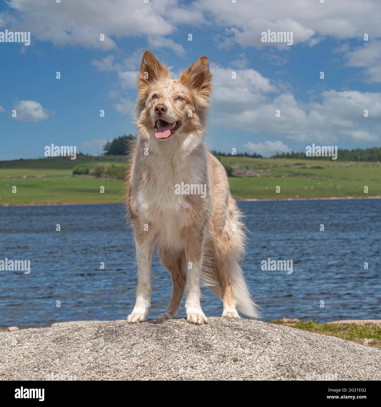 red merle border collie Stock Photo