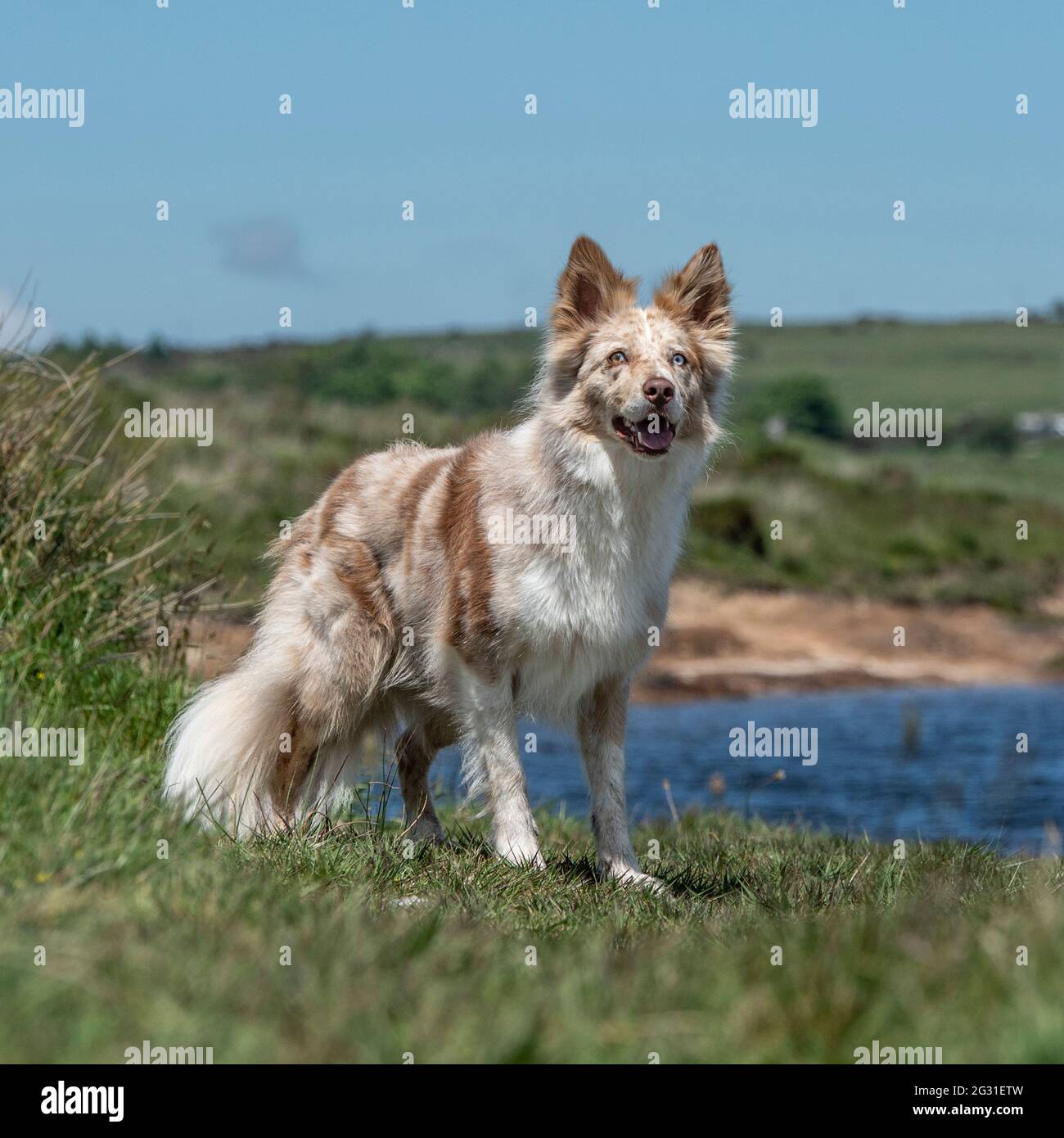 Red merle border collie hi-res stock photography and images - Alamy