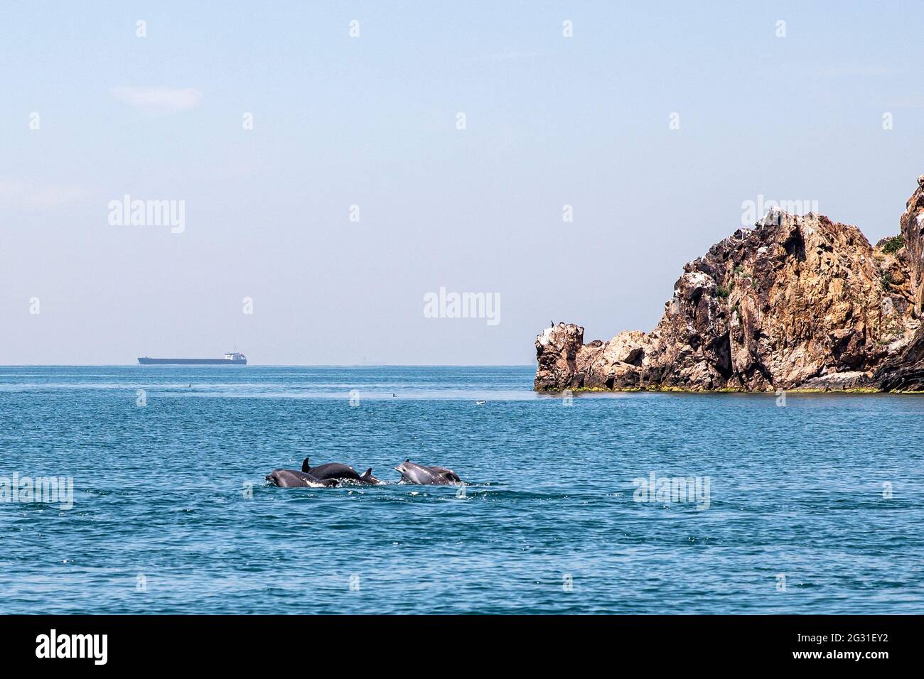 Istanbul, Turkey. 09th June, 2021. A shoal of dolphins is seen swimming in the open of the Marmara Sea despite the mucilage, which is one of the causes of environmental pollution recently witnessed in the waters. (Photo by Onur Dogman/SOPA Images/Sipa USA) Credit: Sipa USA/Alamy Live News Stock Photo