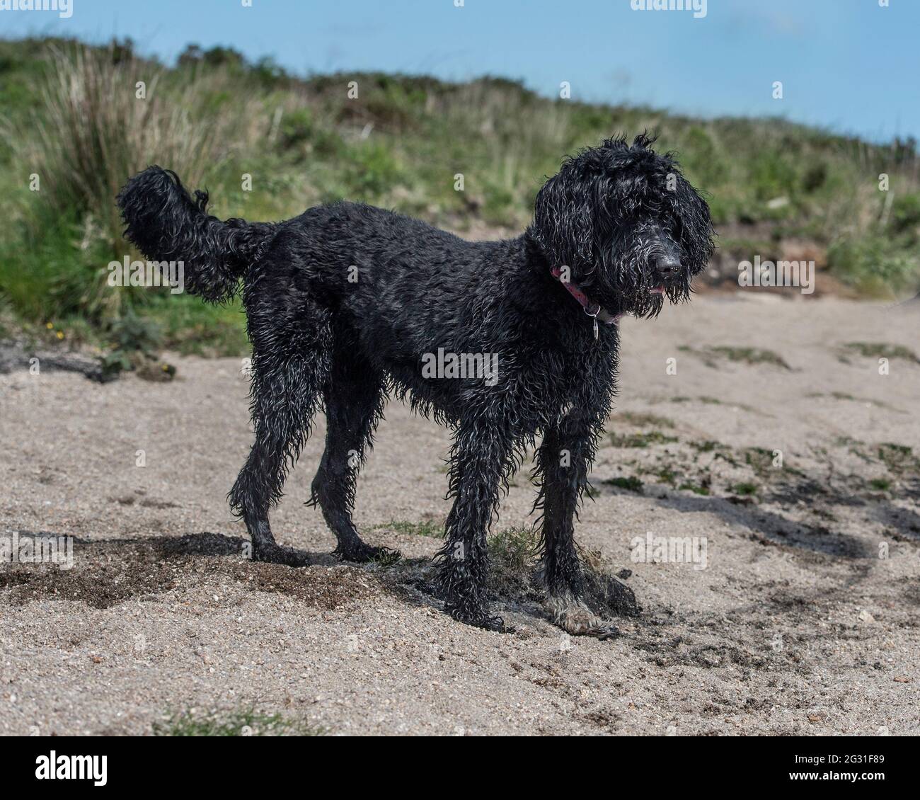 Portuguese Water Dog Stock Photo