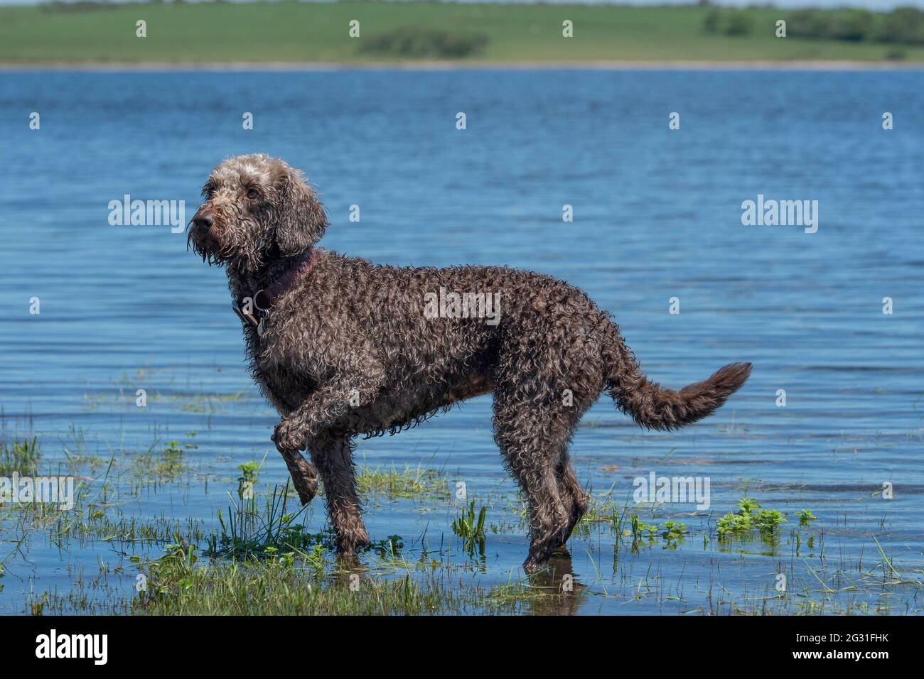 labradoodle dog cooling off in a lake Stock Photo