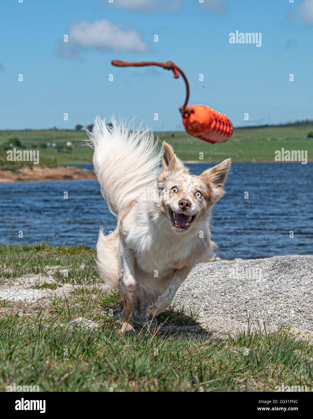 red merle border collie focused on chasing a toy Stock Photo