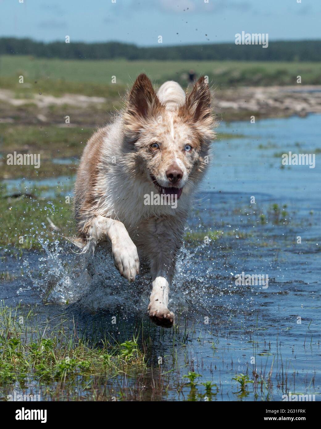 red merle border collie running towards camera in a lake Stock Photo