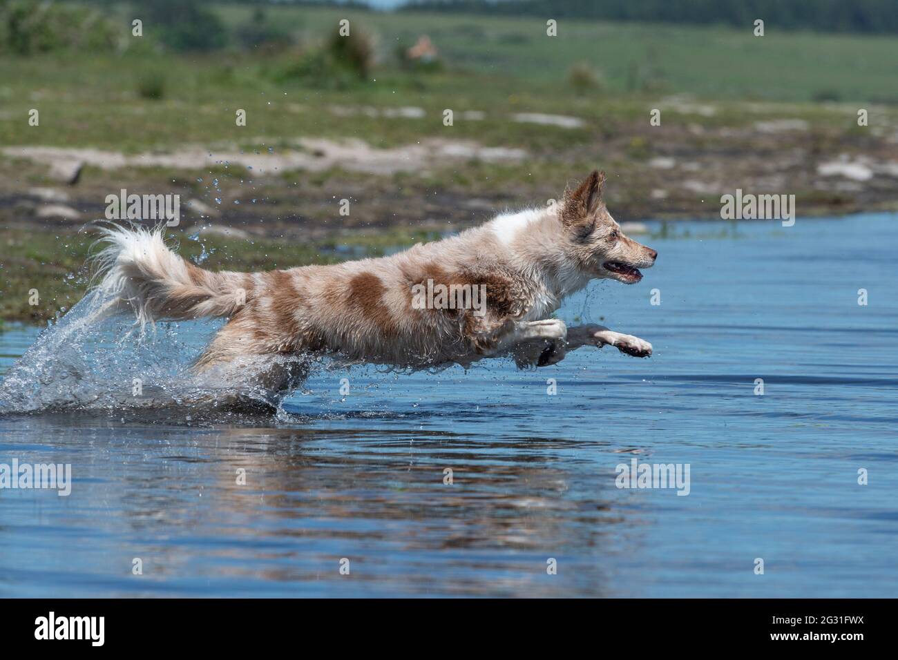 Border collie cooling off in a lake Stock Photo