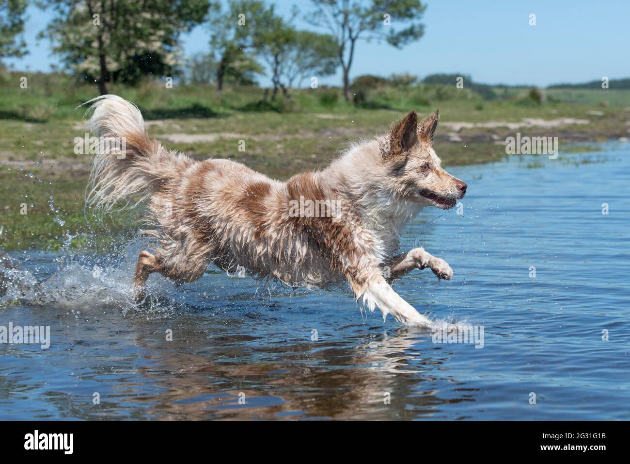 Border collie cooling off in a lake Stock Photo