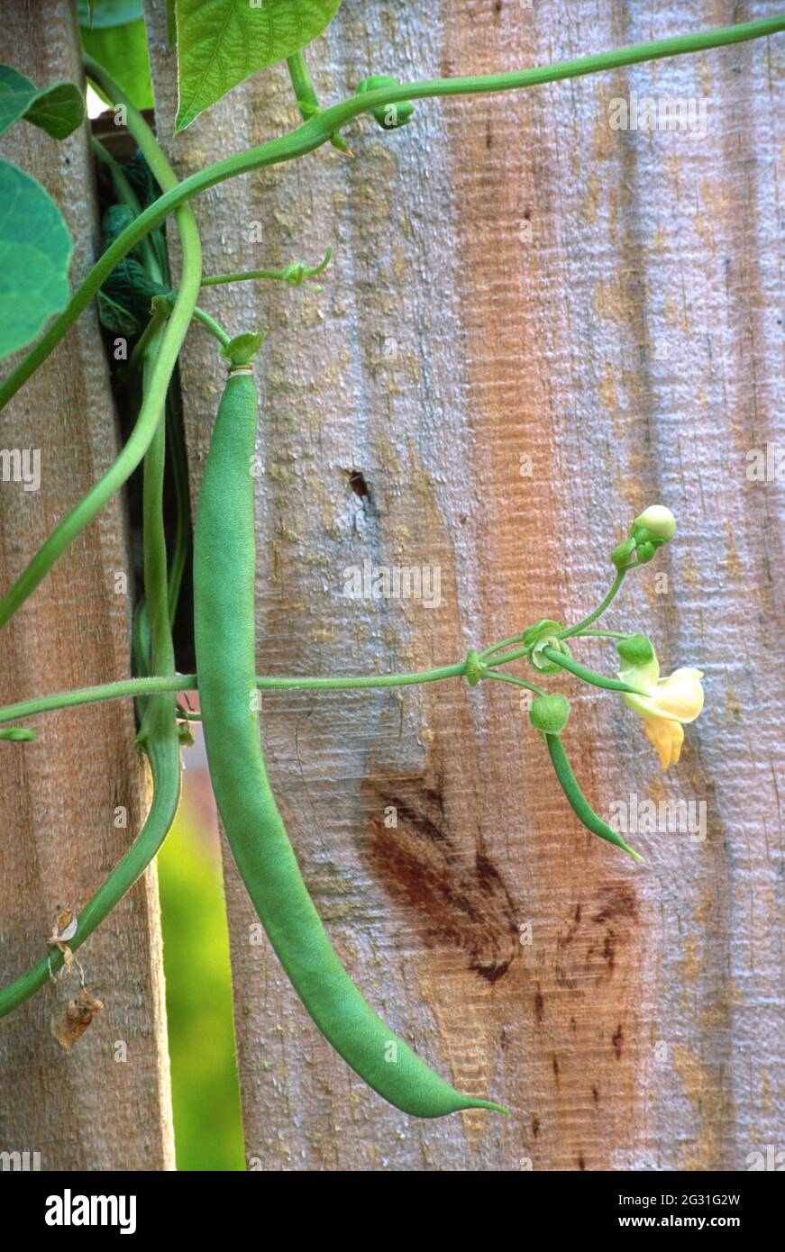 Green bean growing through the slat of a wooden fence. Stock Photo