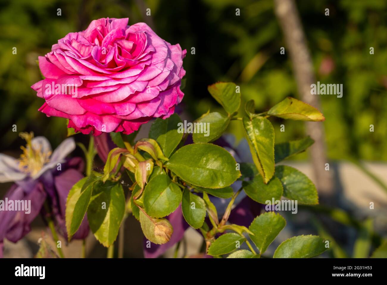Beautiful pink patio rose stock photo alamy