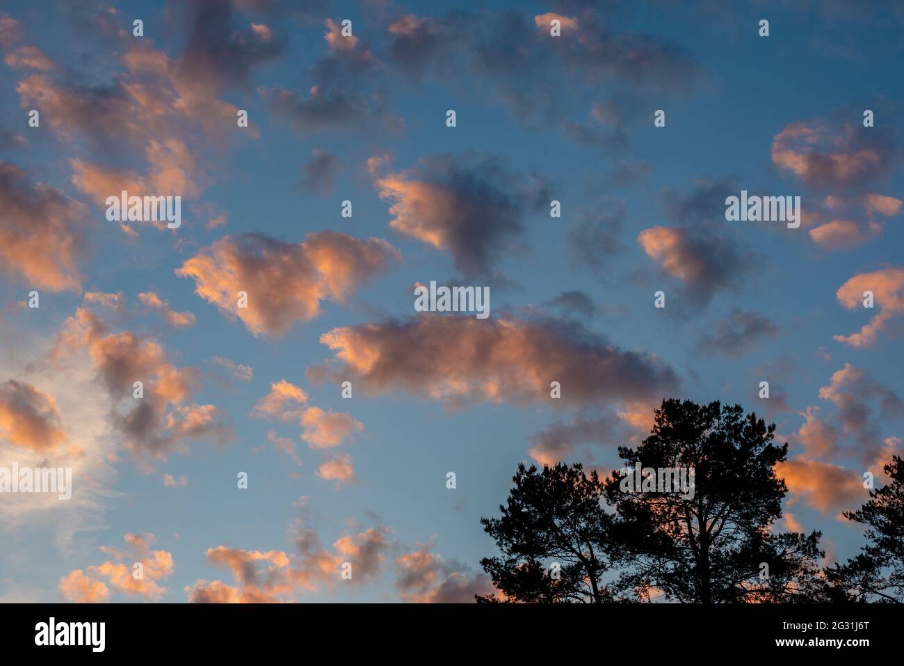 tropical sunrise cloudscape sky with pink black and white coloured cumulus cloud formation in a pastel blue sky. Sunset or sunrise background image Stock Photo
