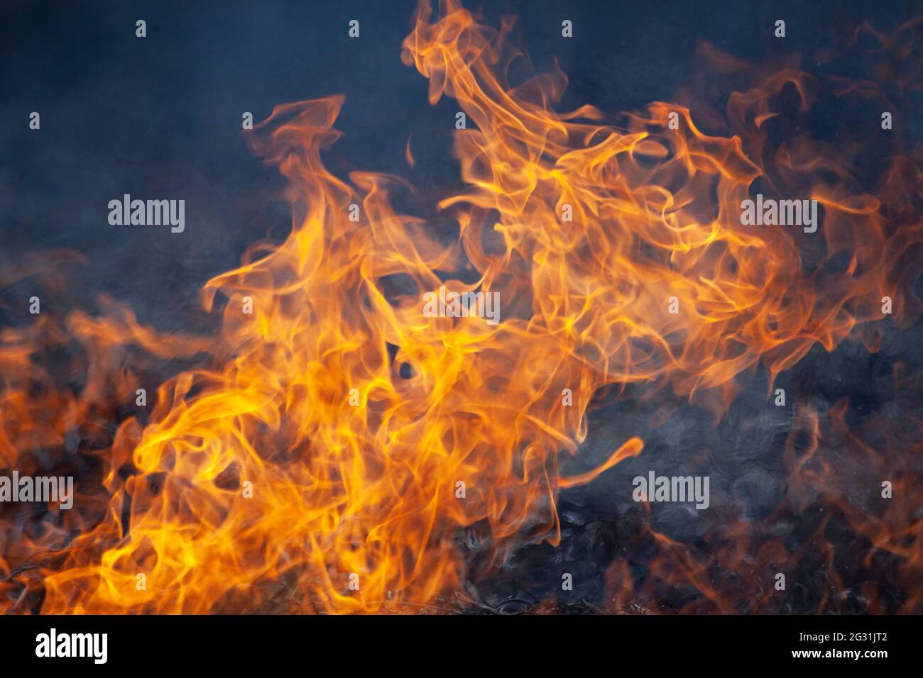 Dry grass is burning. Fire in the field in spring. Burning dead wood
