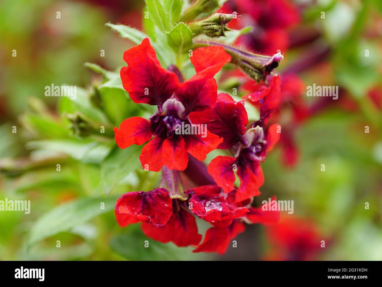 Bright red tiny flowers of Cuphea ‘Flamenco Samba’ Stock Photo - Alamy