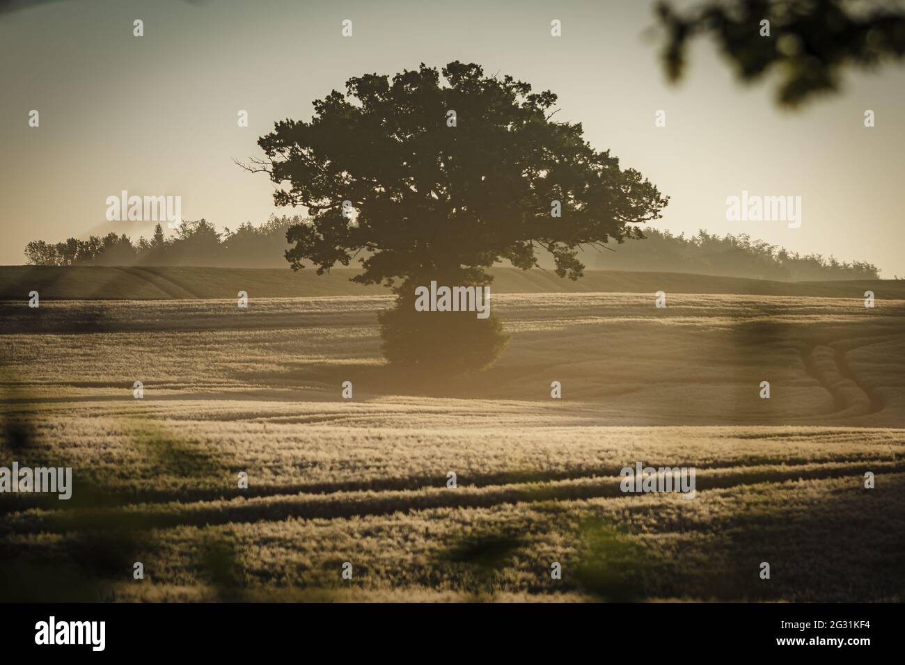 Spring forest lonely tree hi-res stock photography and images - Alamy