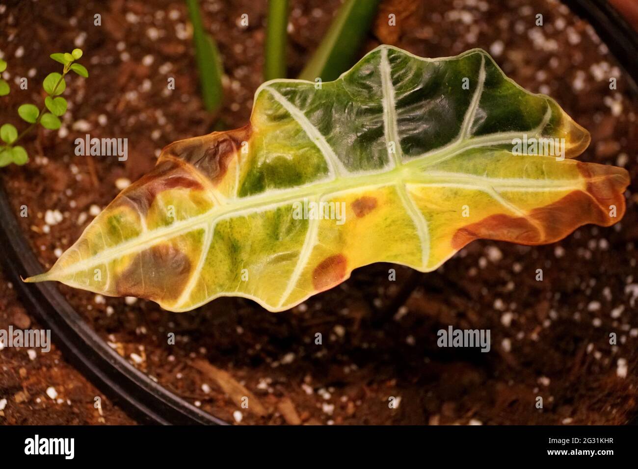 fertiliser rhododendron HORNUM Fertilizer Rhododendron 1 l main image 1