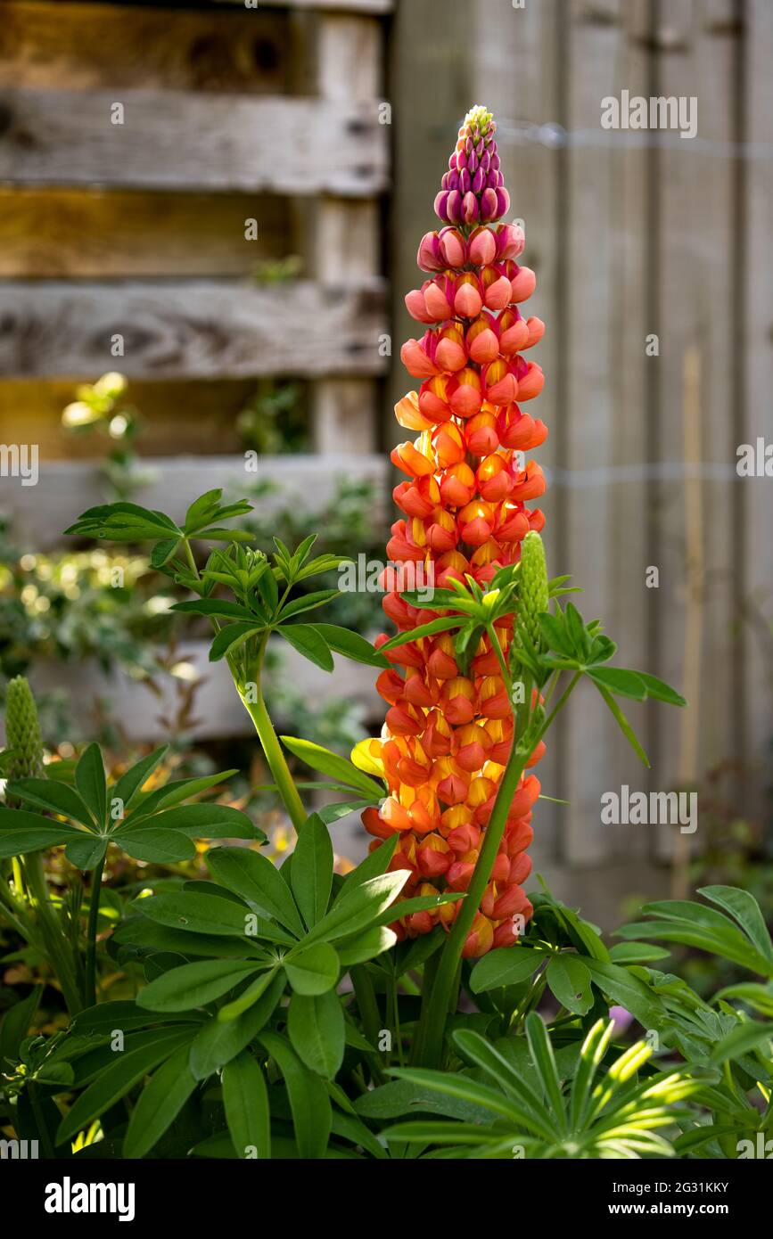 Lupinus ‘Salmon Star’ Stock Photo - Alamy