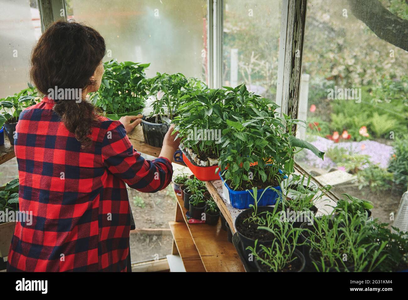 Female gardener growing tomatoes seedlings in a country greenhouse ...