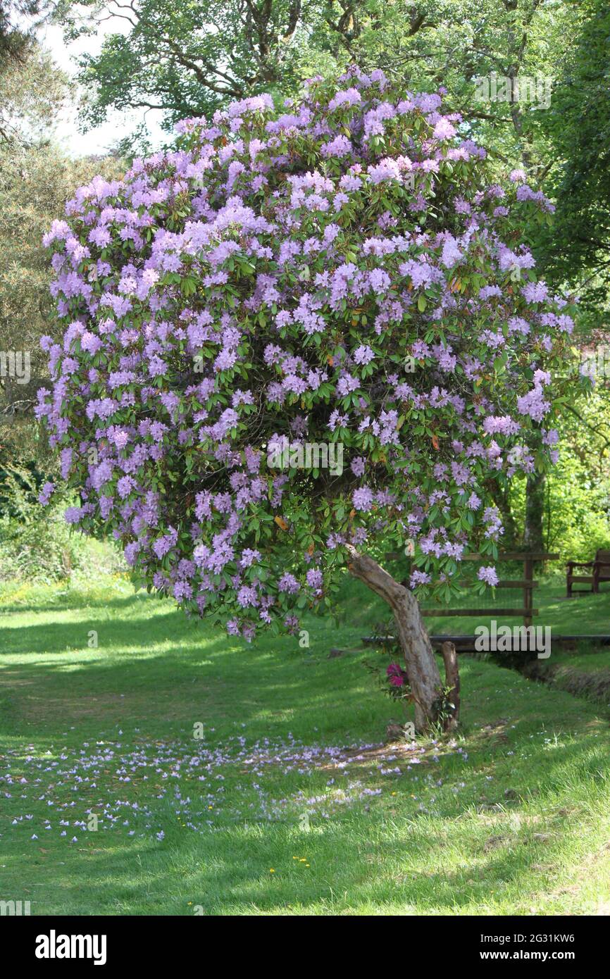 Beautiful rhododendron tree growing in public park. Summer walks and views in public green spaces. Green spaces, nature and wellbeing. Stock Photo