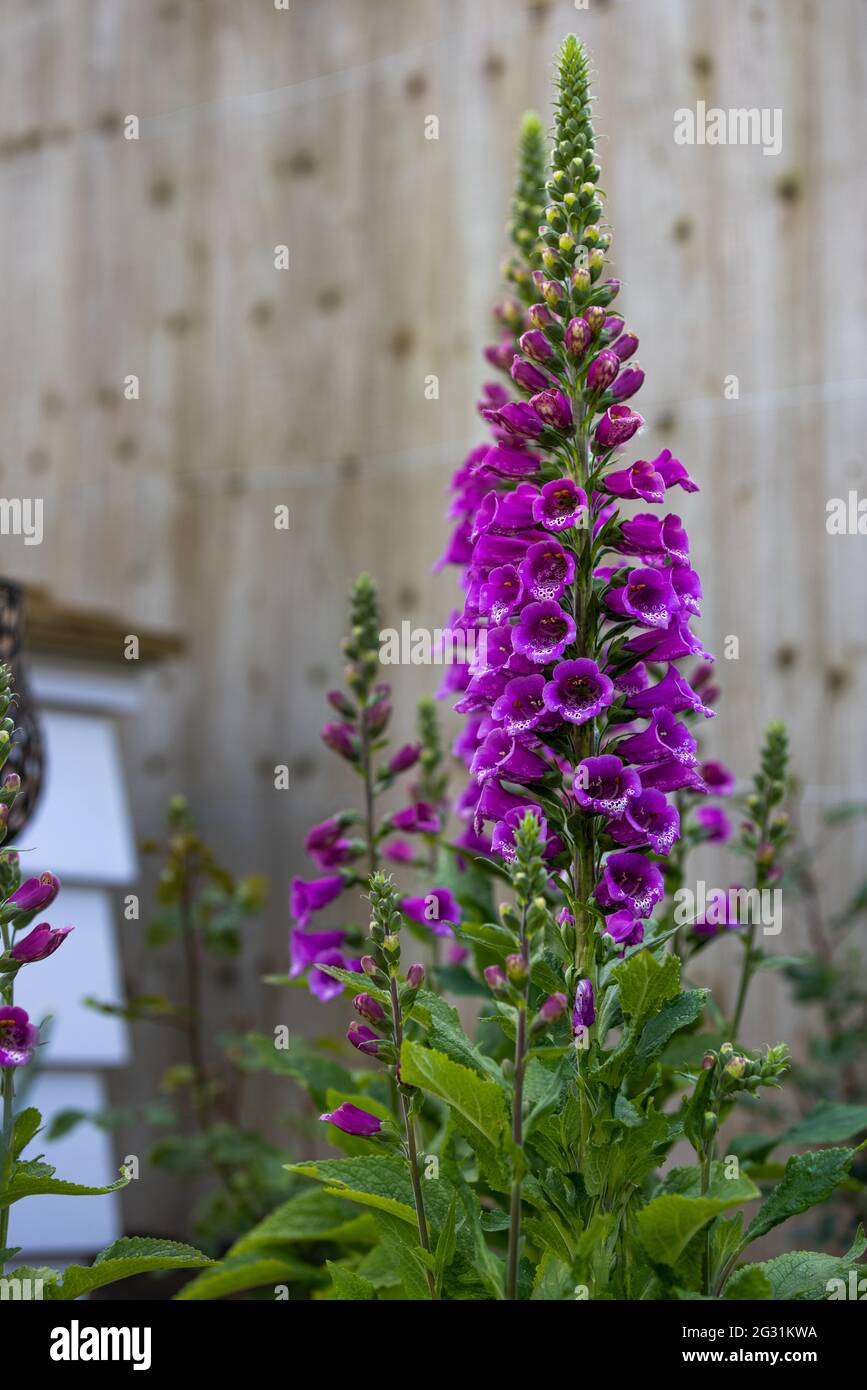 Digitalis Dalmatian Hi-res Stock Photography And Images - Alamy