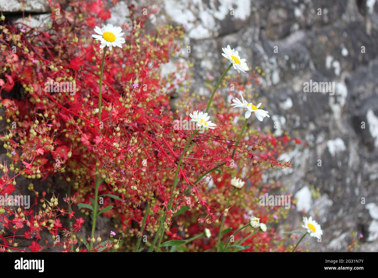 Wild Daisies and red plants growing against a decorative stone wall. Country living and the outdoors in Scotland. Vibrant red in nature. Summer, UK. Stock Photo