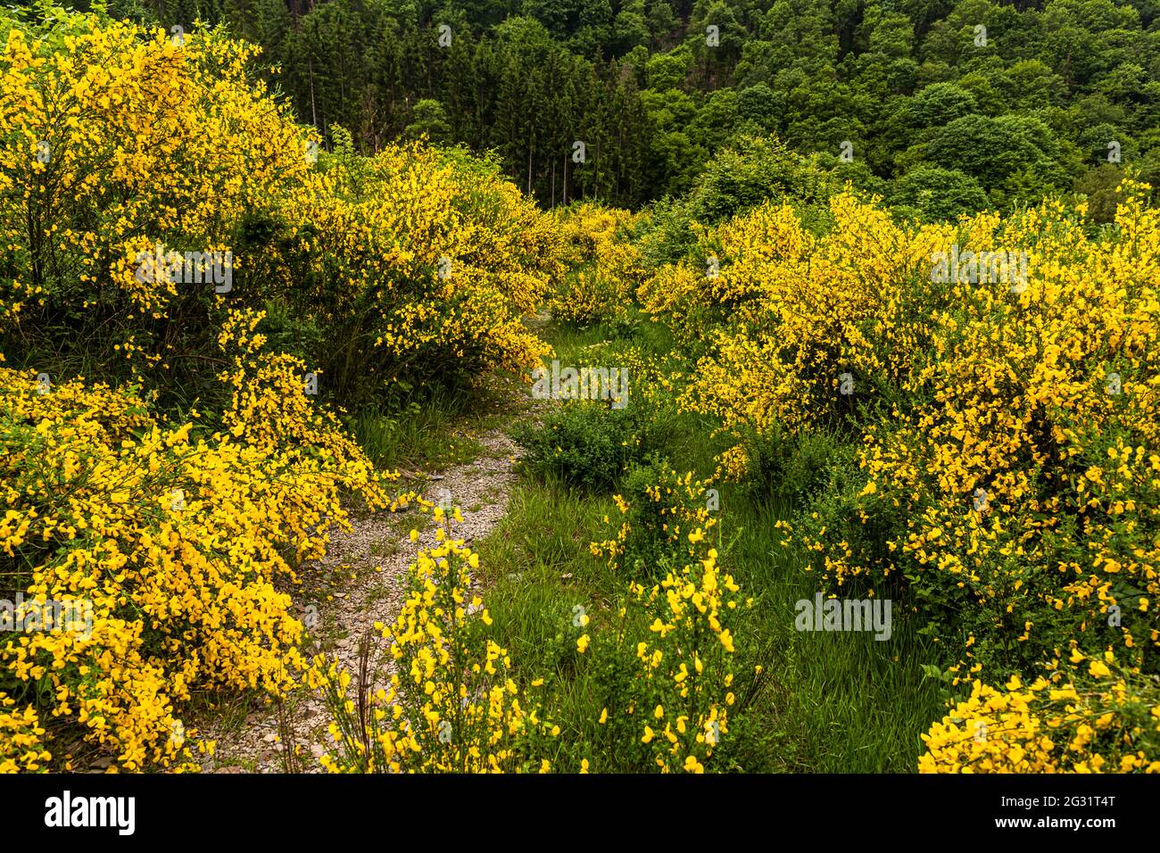 Hike through blooming broom landscape near Bourscheid, Luxembourg. Blooming broom lines the trail in many places along the Escapardenne Lee Trail in June Stock Photo