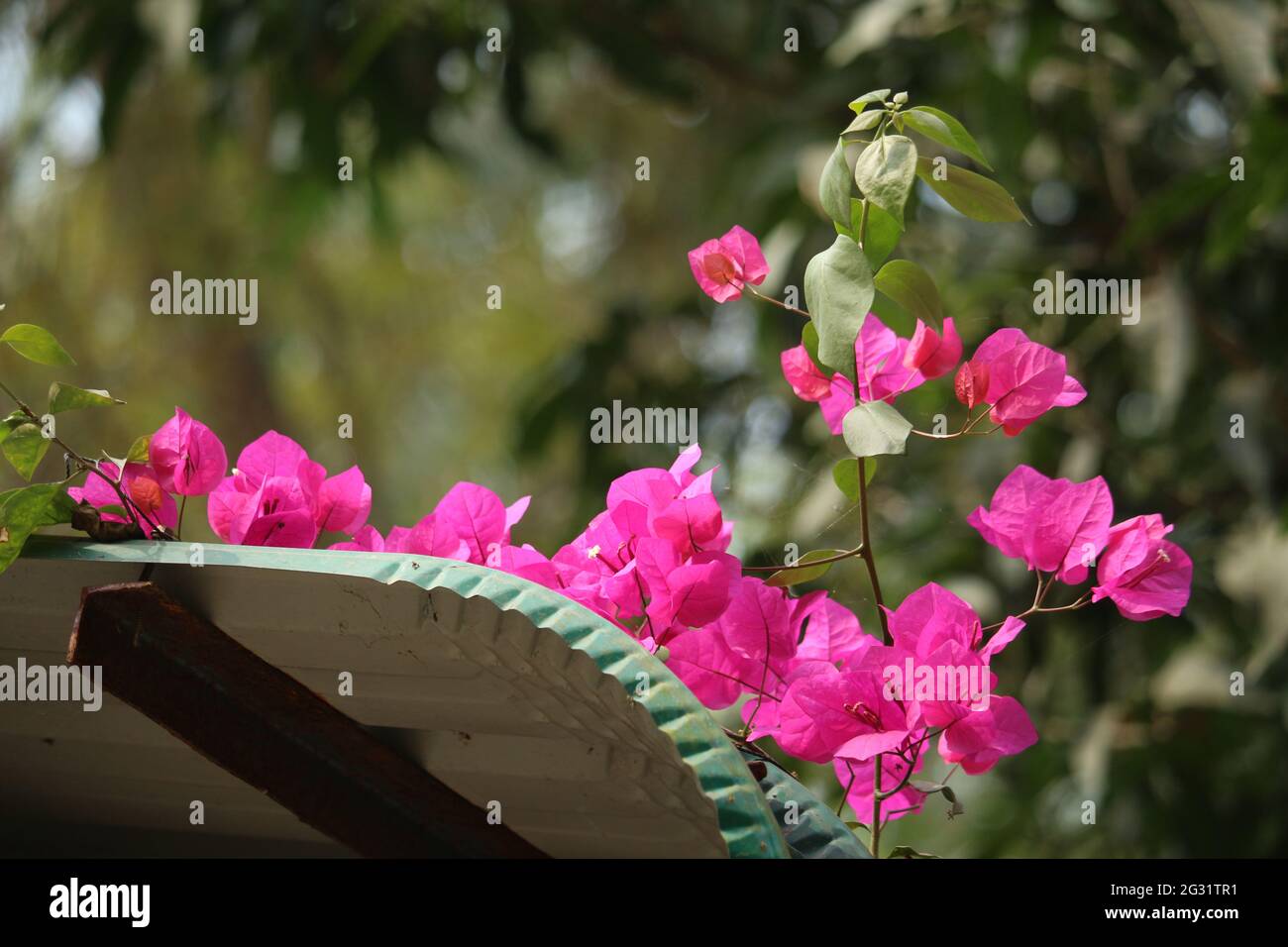 Pink Phalaenopsis or Moth dendrobium Orchid flover. Background Orchid Stock Photo