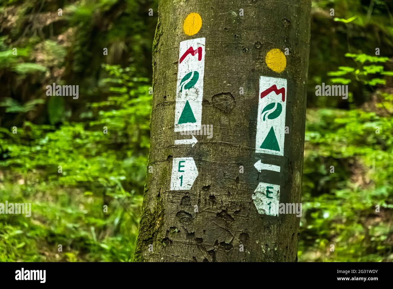 Hiking sign at the E 1 in Müllerthal near Berdorf, Luxembourg Stock Photo
