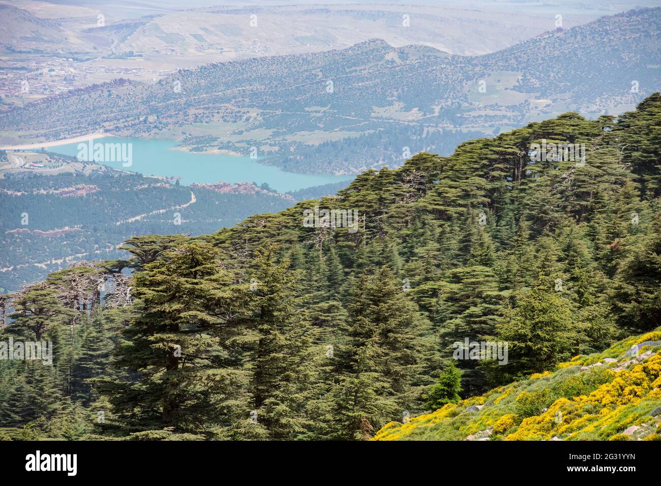Scenic View from Chelia National Park. Atlas Cedar Forest (Cedrus Atlantica) in Mount Chelia in the Aures mountains in Algeria Stock Photo