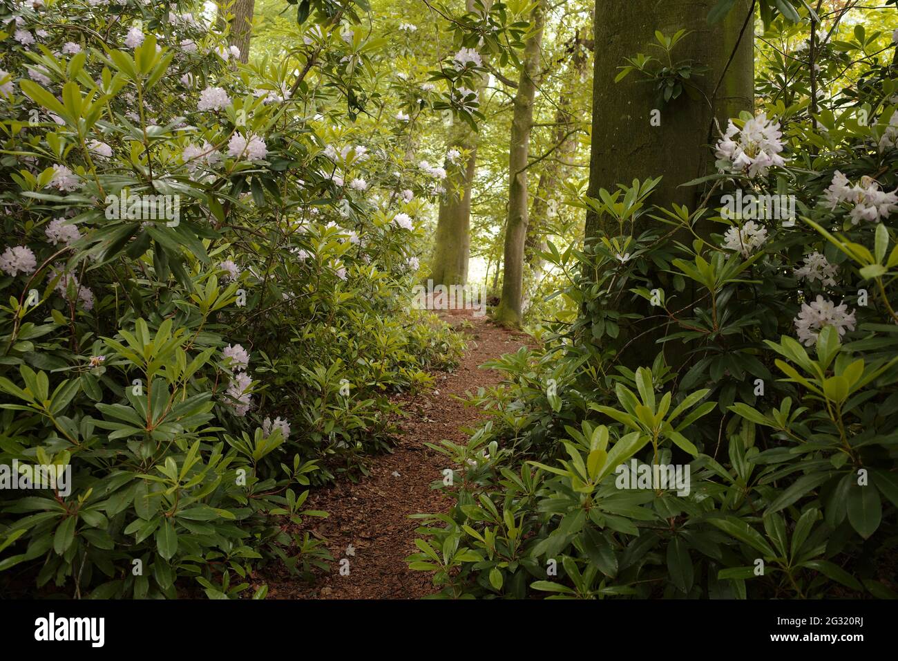 Path through a park with trees and light pink-purple, almost white rhododendron shrubs in bloom Stock Photo