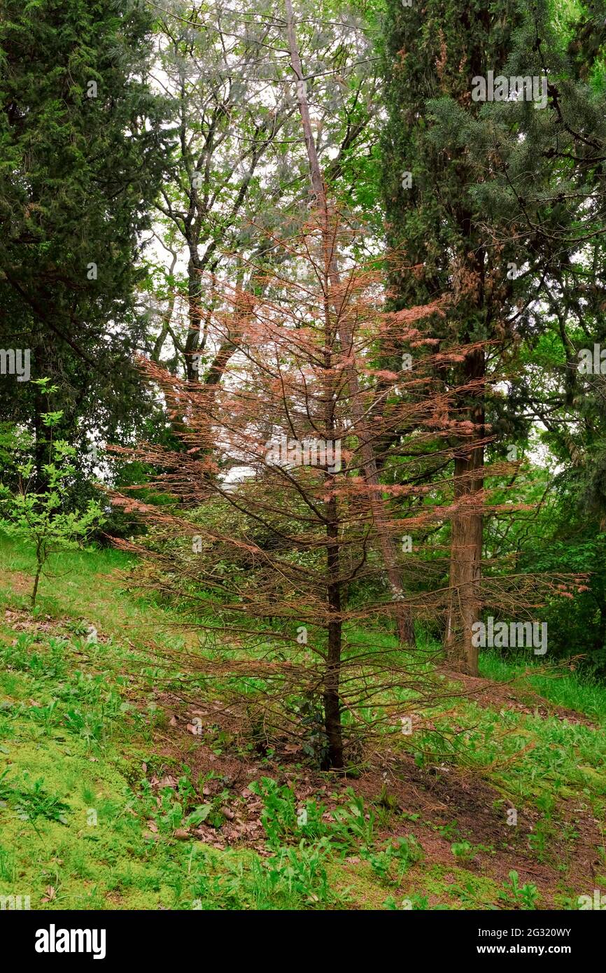 Disease of spruce plants. Dried spruce plant in the mountains or forest Stock Photo