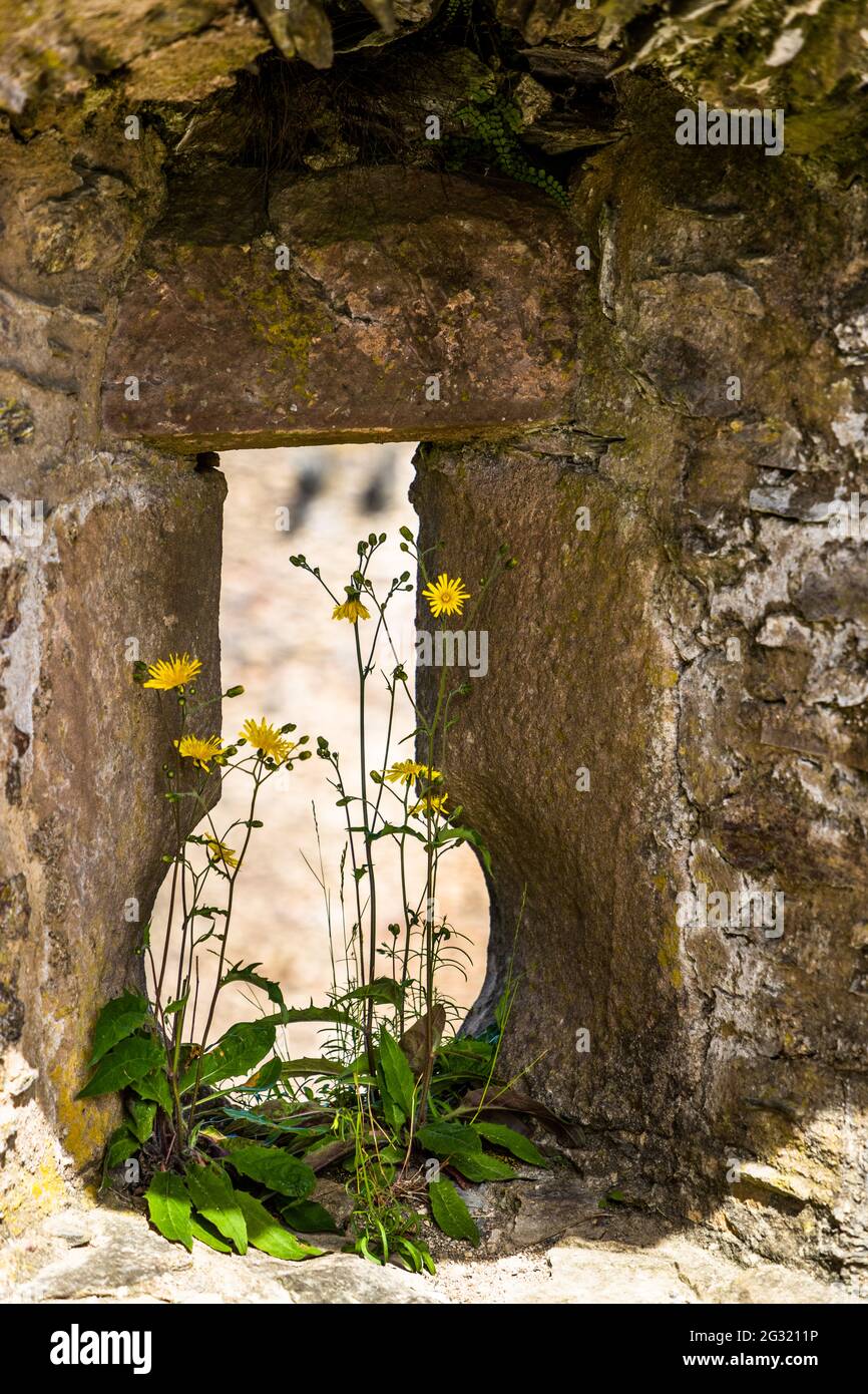 Wallflower in a shooting shaft on the Bourscheid Castle near Lipperscheid, Luxembourg Stock Photo