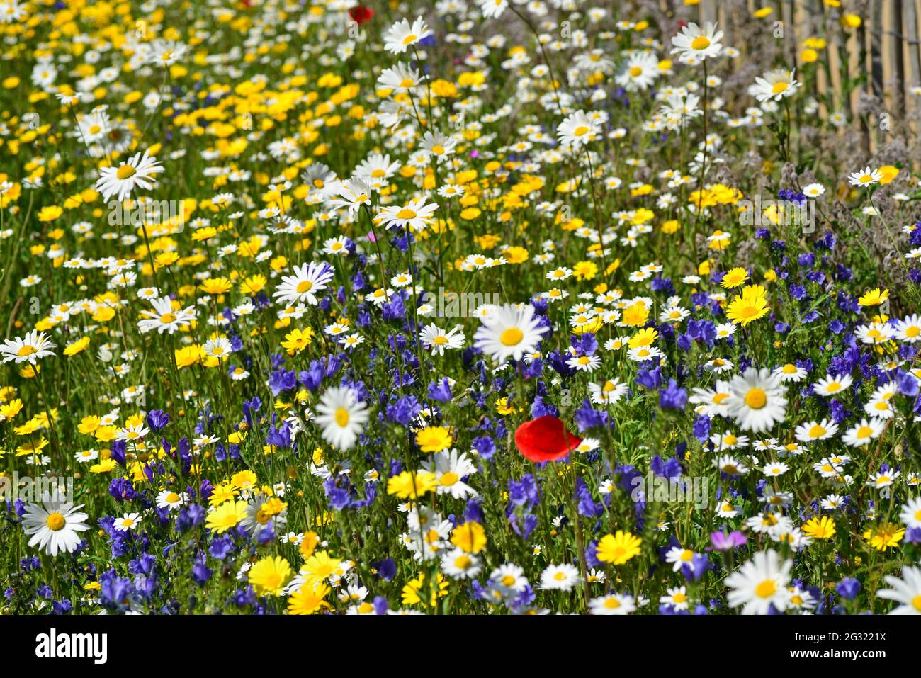 Le Noir Pre, Jersey, U.K. Wildflower nature reserve in Spring Stock ...