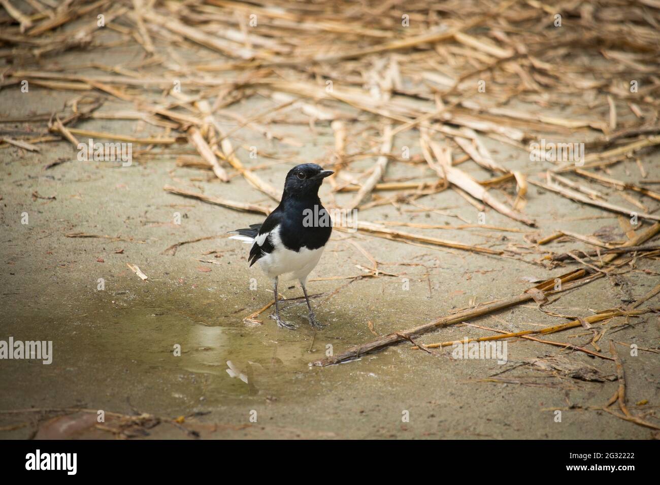 The magpie robin is standing on the ground Stock Photo