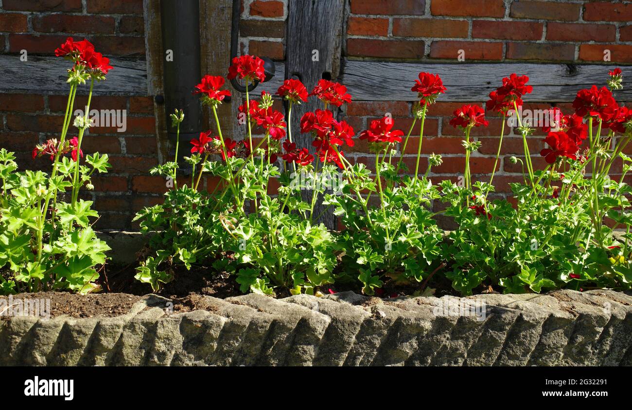 Pot red geraniums wall hi-res stock photography and images - Alamy