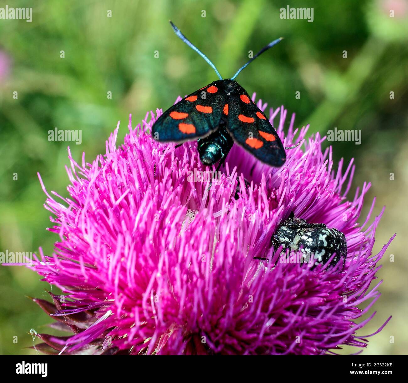 A Zygaena ephialtes with red spots Stock Photo