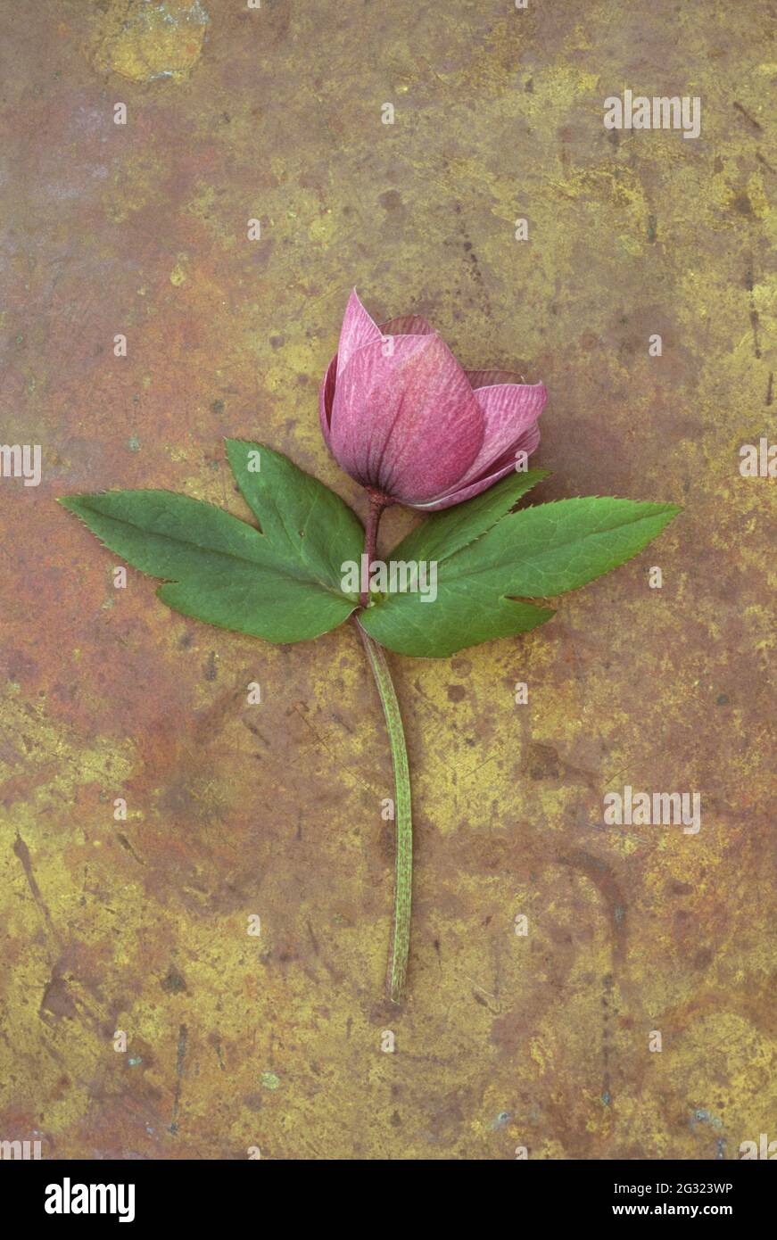 Single stem and half-open flower bud of Lenten rose or Helleborus oprientalis lying on tarnished brass Stock Photo