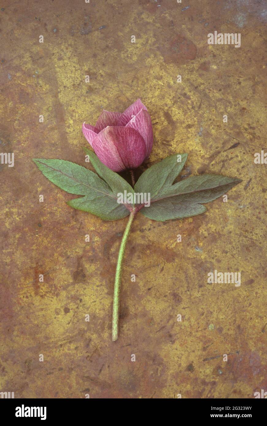 Single stem and half-open flower bud of Lenten rose or Helleborus oprientalis lying on tarnished brass Stock Photo