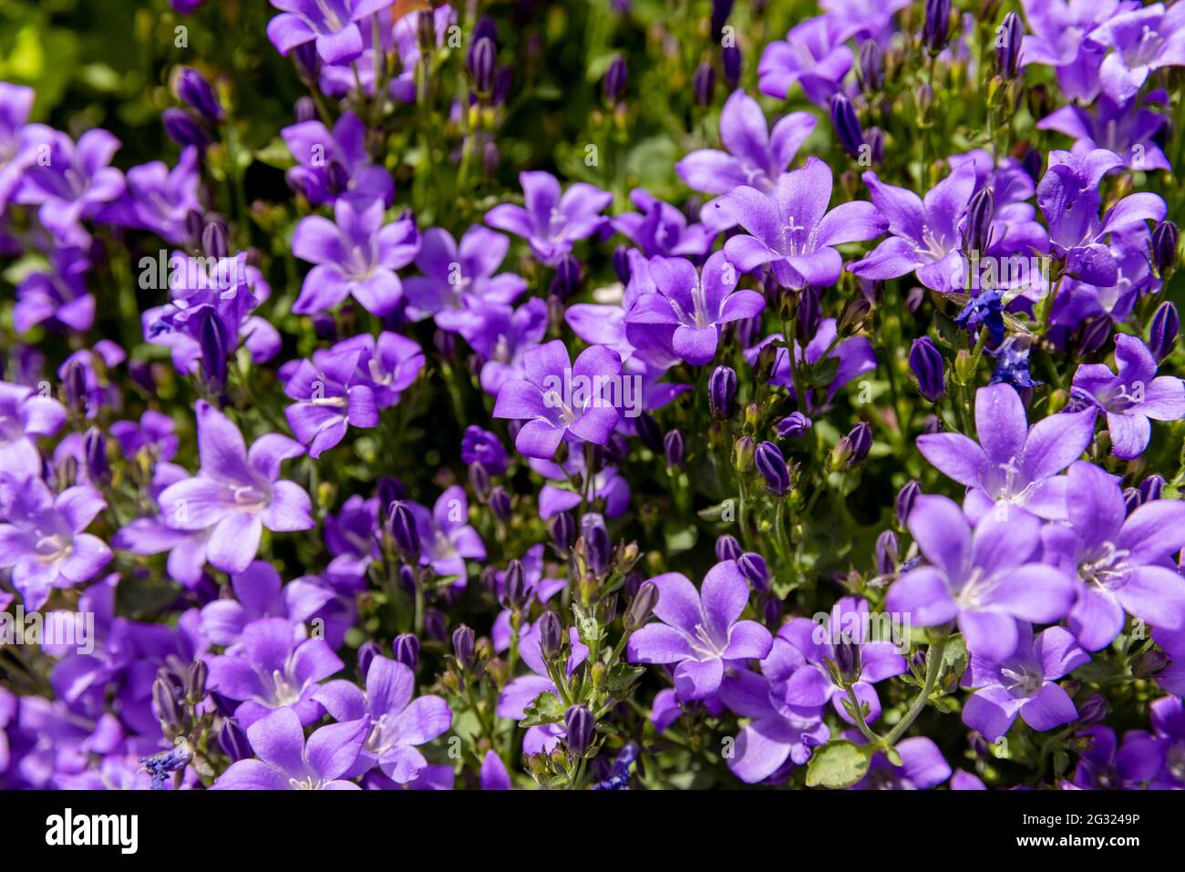 Campanula portenschlagiana Bellflower Stock Photo