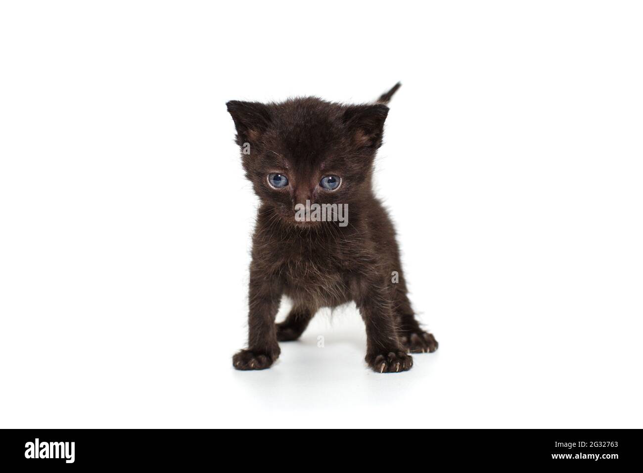 Funny black kitten with blue eyes isolated on white background