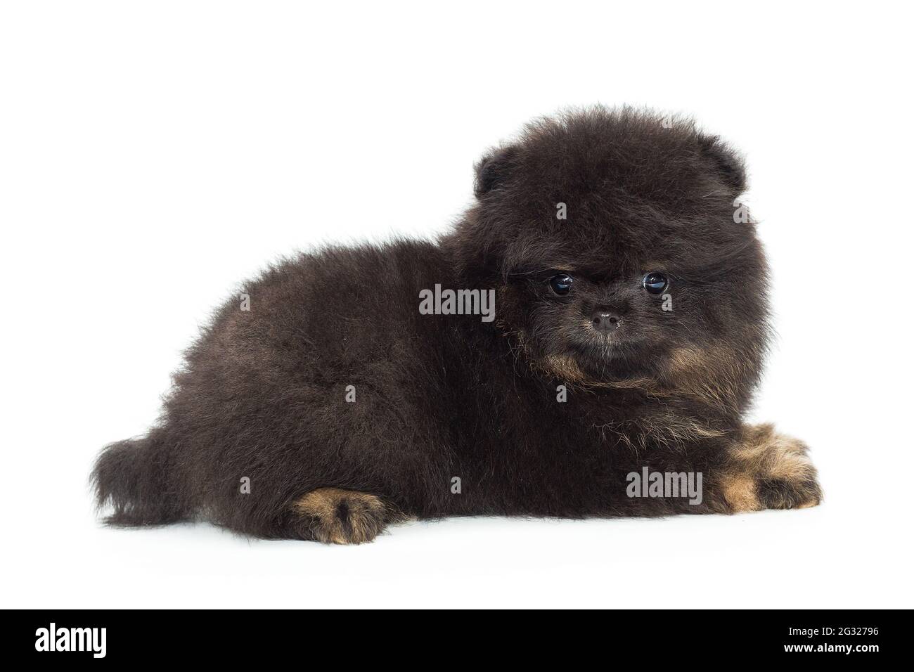 small black pomeranian