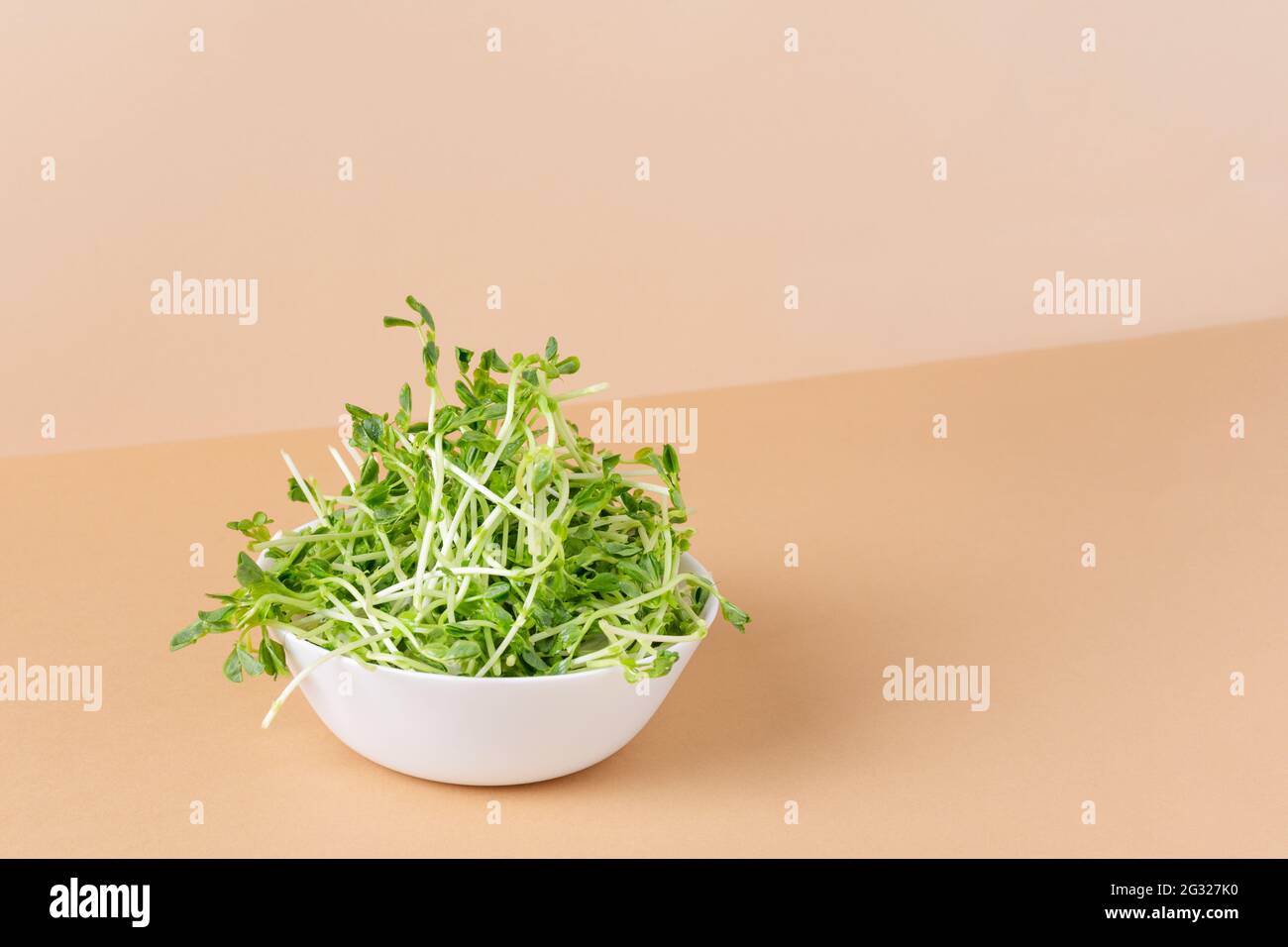 Bowl with peas microgreens on modern color background. Sprouted seeds. Healthy eating sprouts. Stock Photo