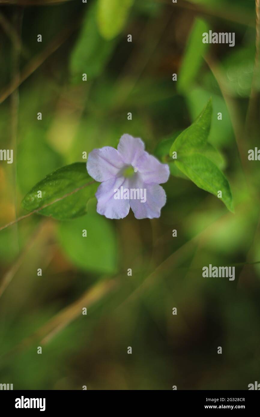 A vertical shot of an asystasia gangetica flower in a field with a blurry background Stock Photo