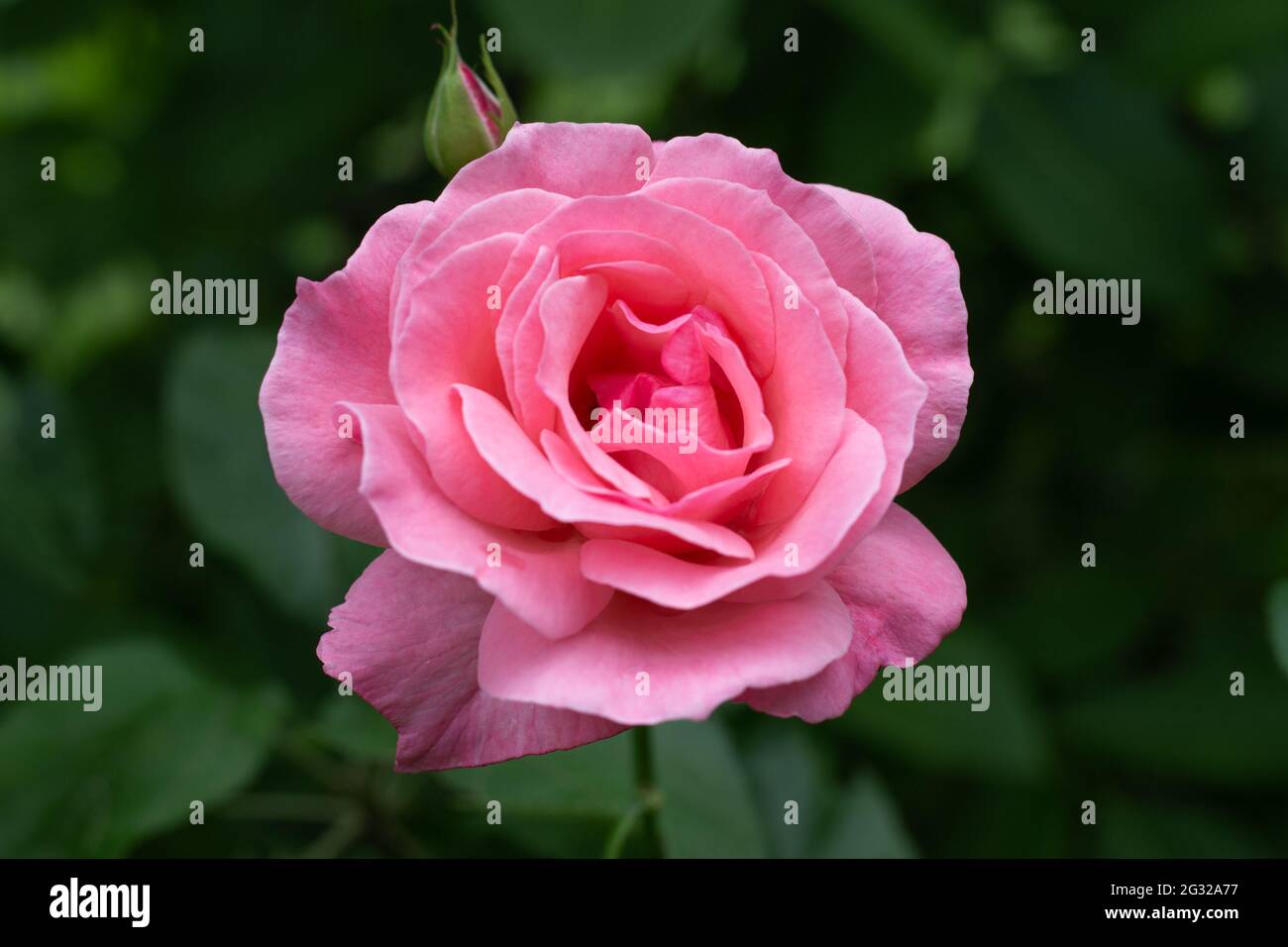 Cultivar breeding hi-res stock photography and images - Alamy