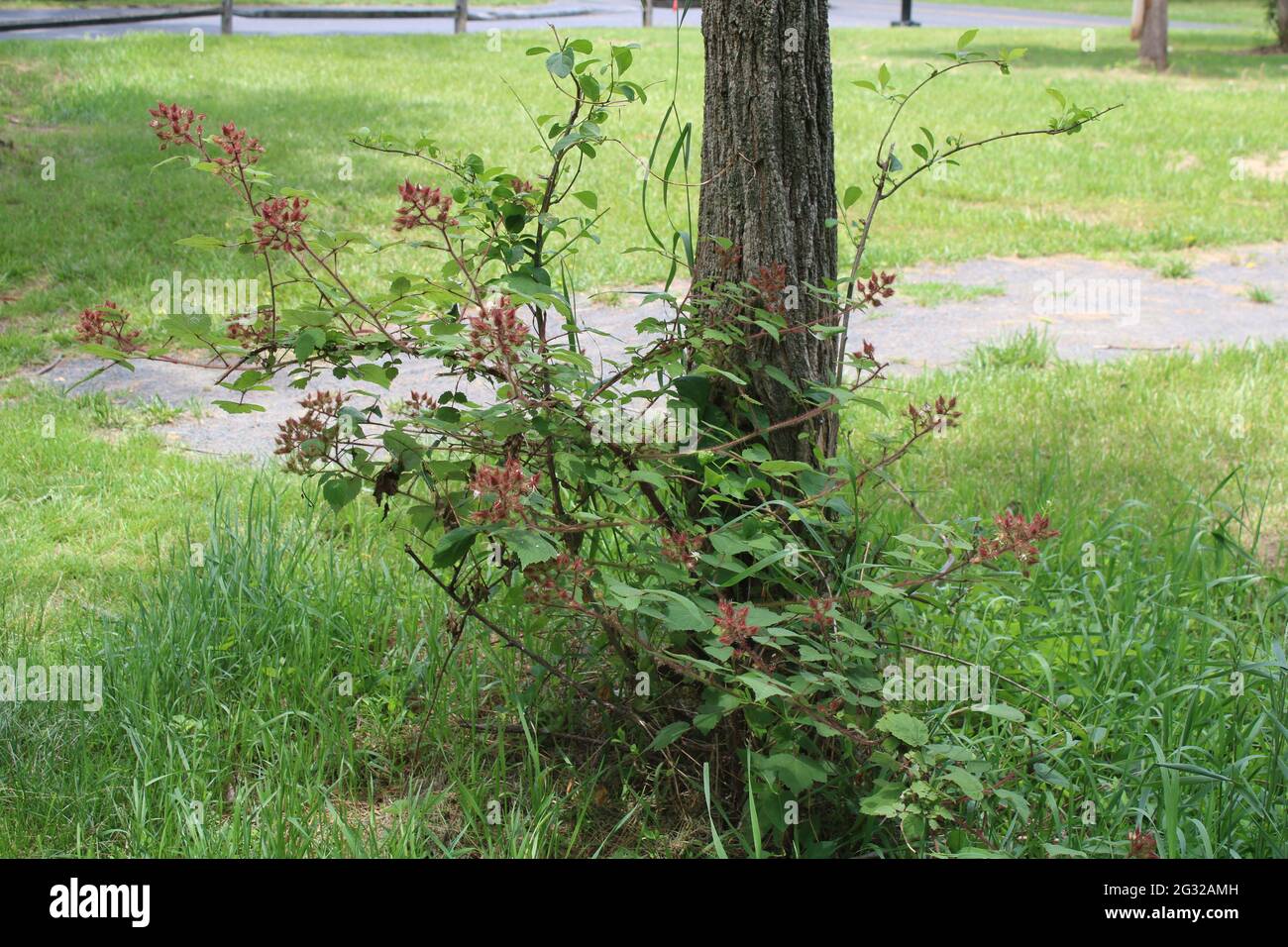 Wild Wineberry Canes Growing Around a Tree Stock Photo