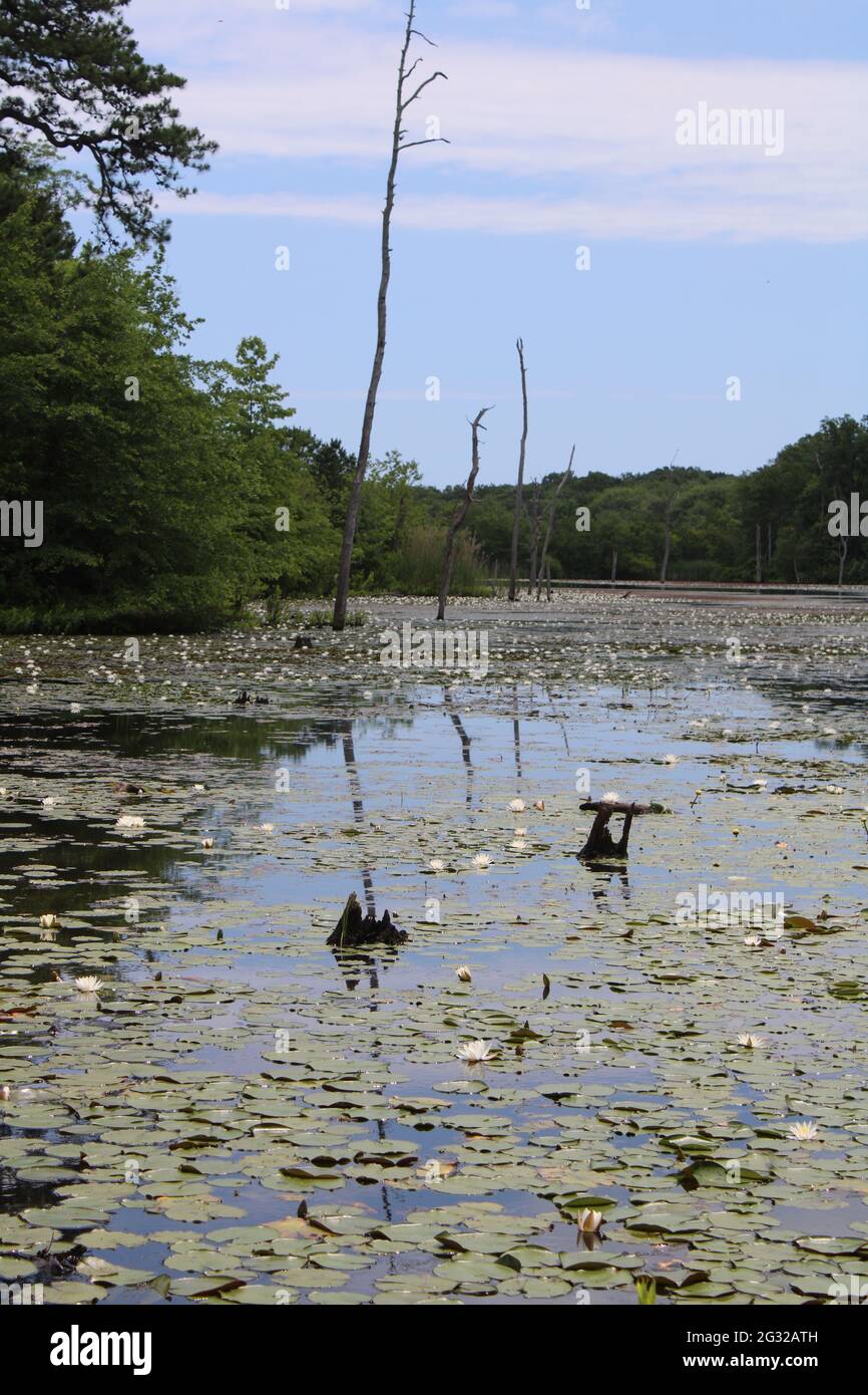 Water lilies trees reflections hi-res stock photography and images - Alamy
