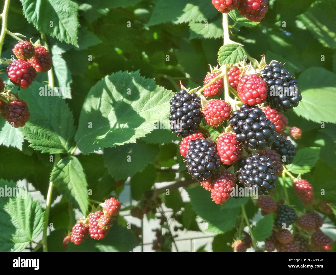 Berry background. Close up of ripe blackberry. Ripe and unripe blackberries on the bush with. Selective focus. Stock Photo