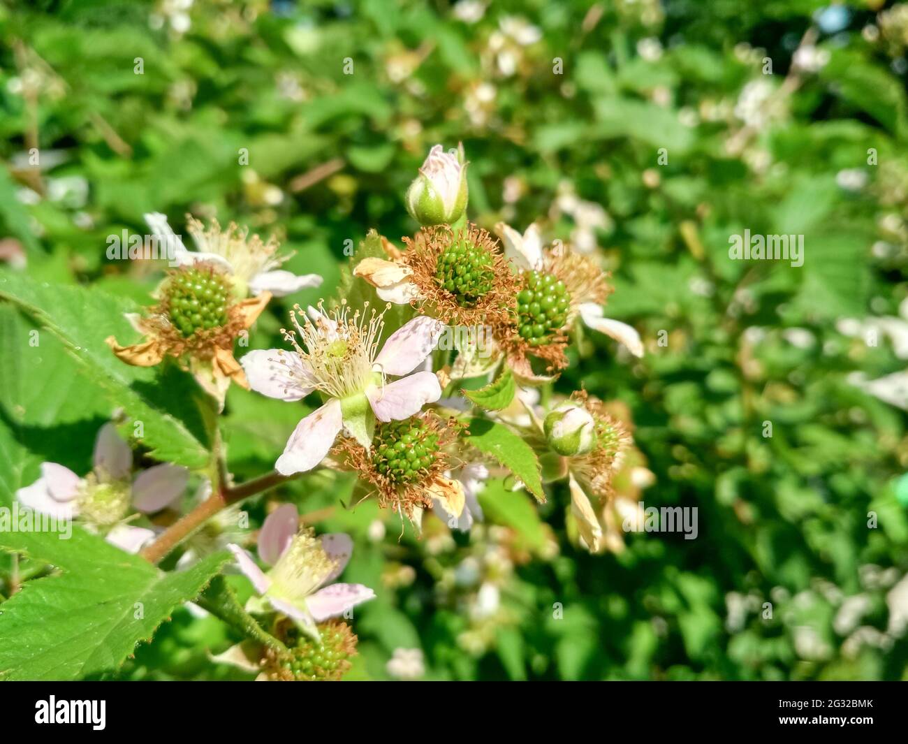 Berry background. Close up of Blackberry flowering bush. Unripe blackberries on the bush with selective focus. Stock Photo