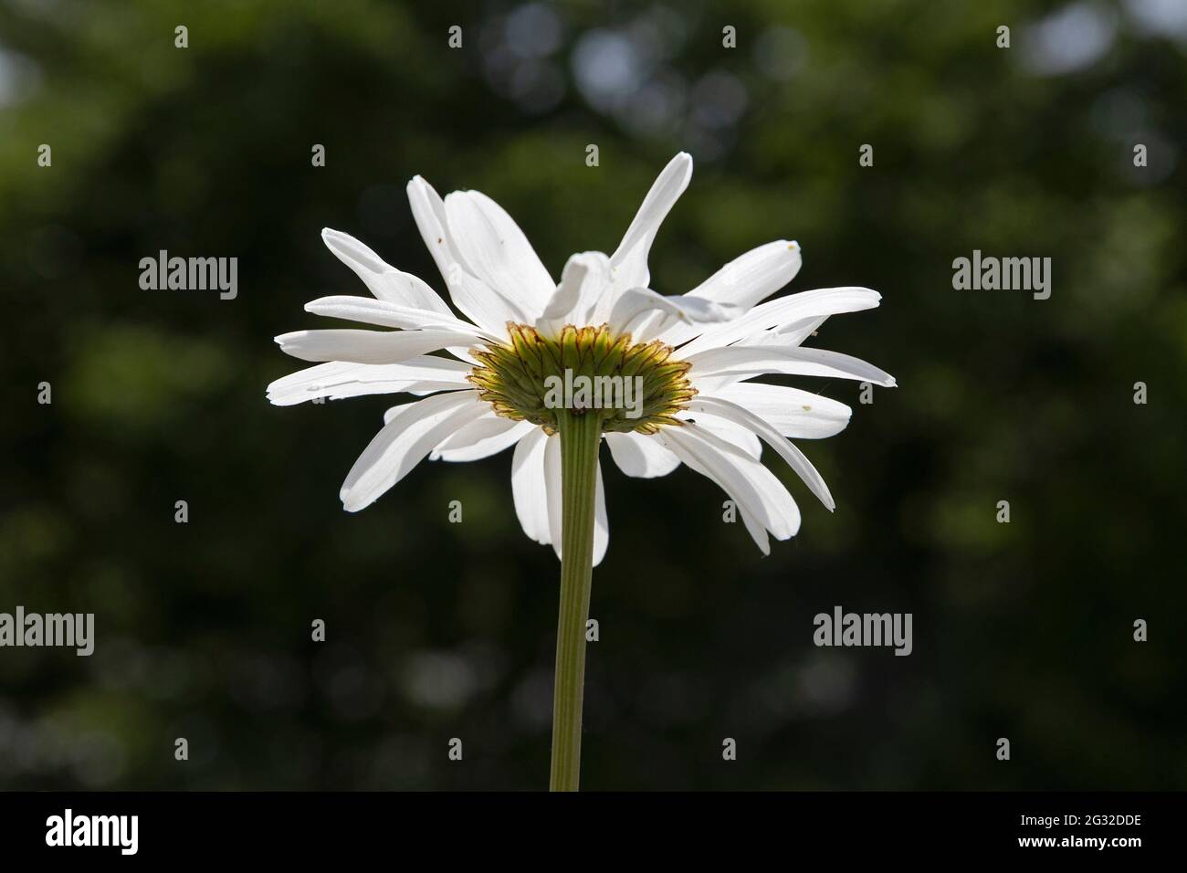 daisy, (Leucanthemum vulgare), Germany Stock Photo