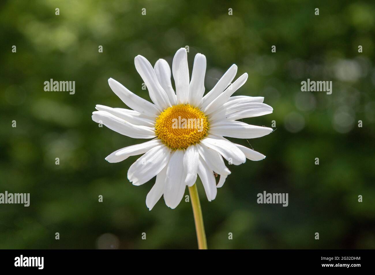 daisy, (Leucanthemum vulgare), Germany Stock Photo