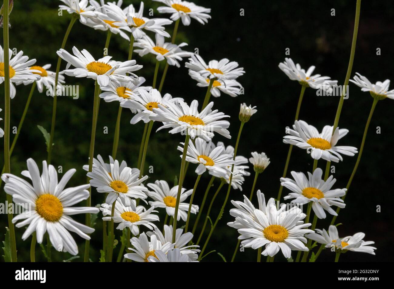 daisies (Leucanthemum vulgare), Germany Stock Photo