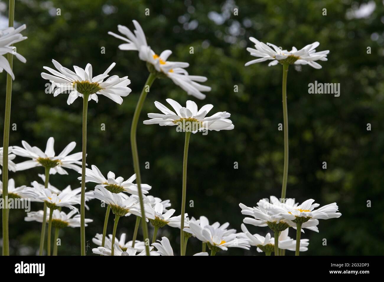 daisies (Leucanthemum vulgare), Germany Stock Photo