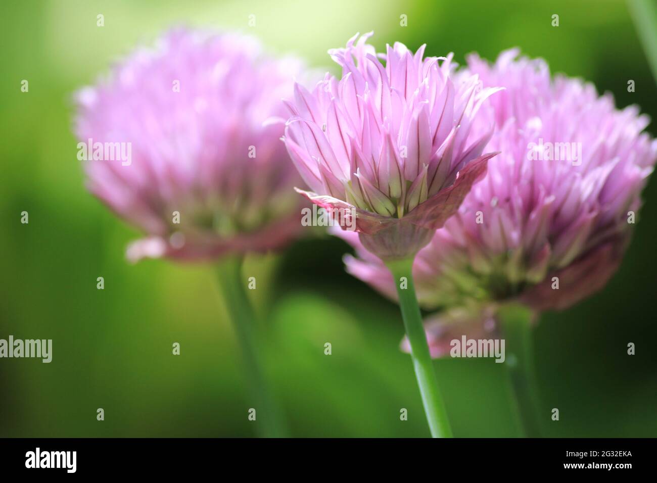 Allium maximowiczii Stock Photo